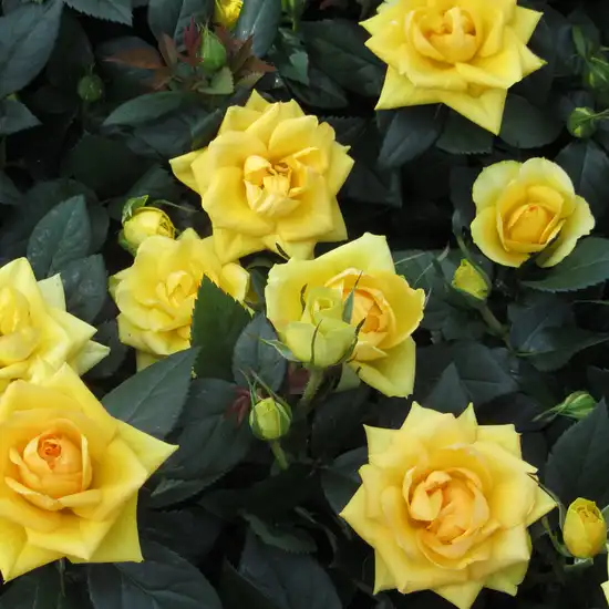 Trandafir cu parfum intens - Trandafiri - Nicolas Hulot® - Trandafiri online